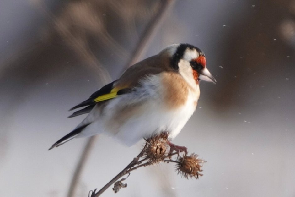 Птица с красным пятном на голове
