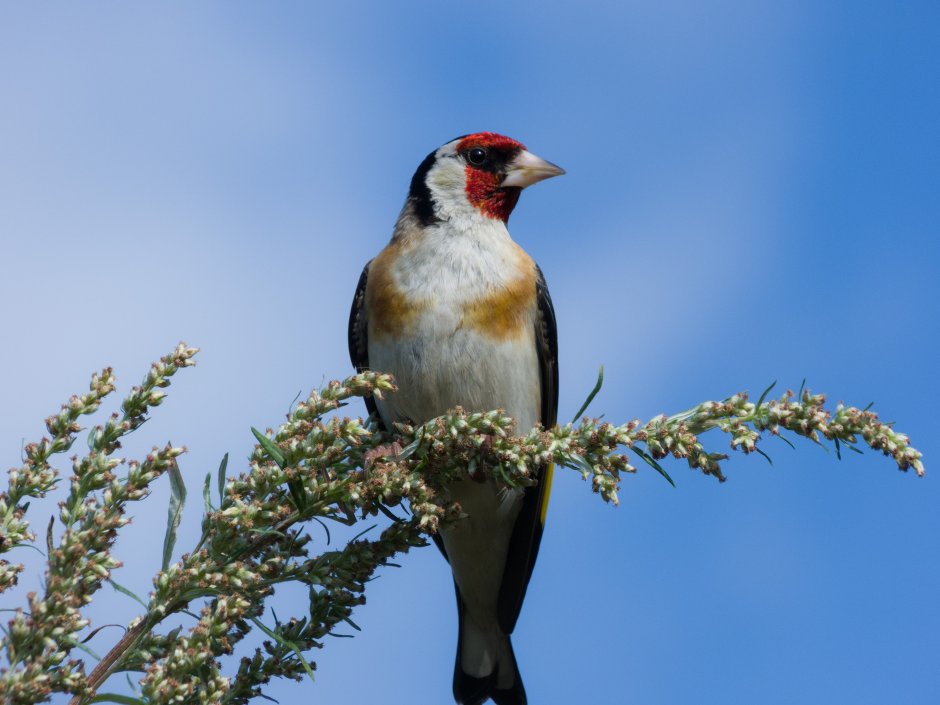 Черноголовый белобородый щегол