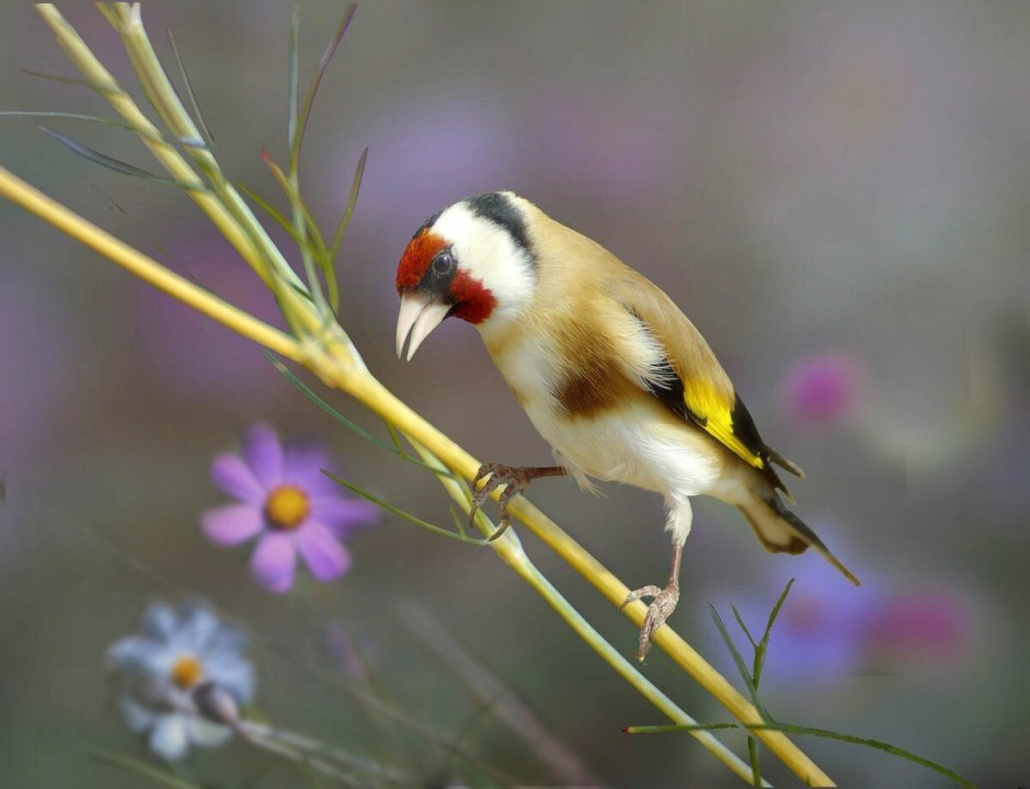 Черноголовый щегол птица фото