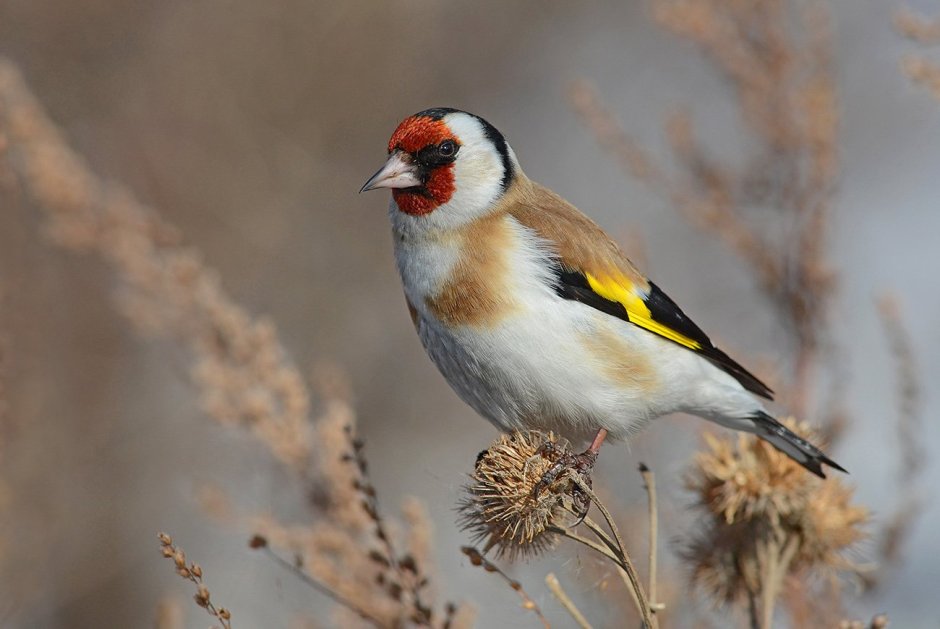 Черноголовый щегол птица