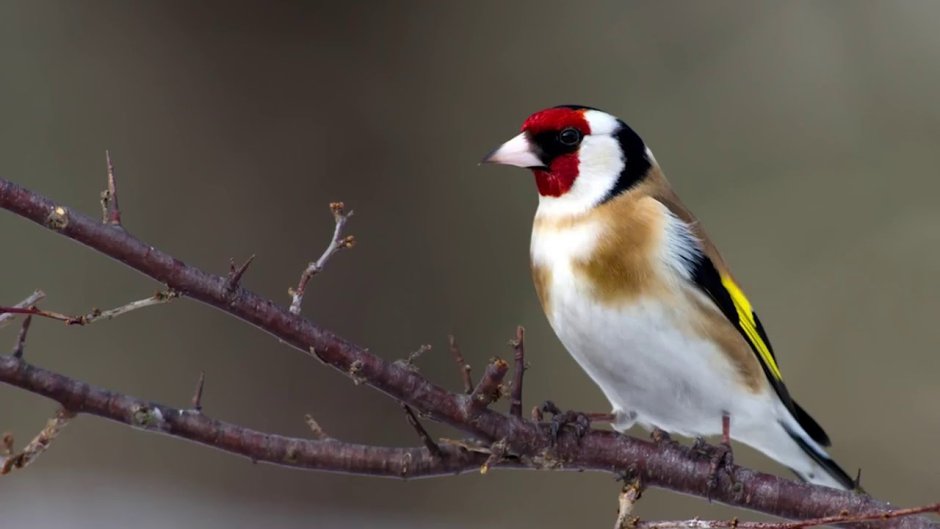 Черноголовый щегол птица