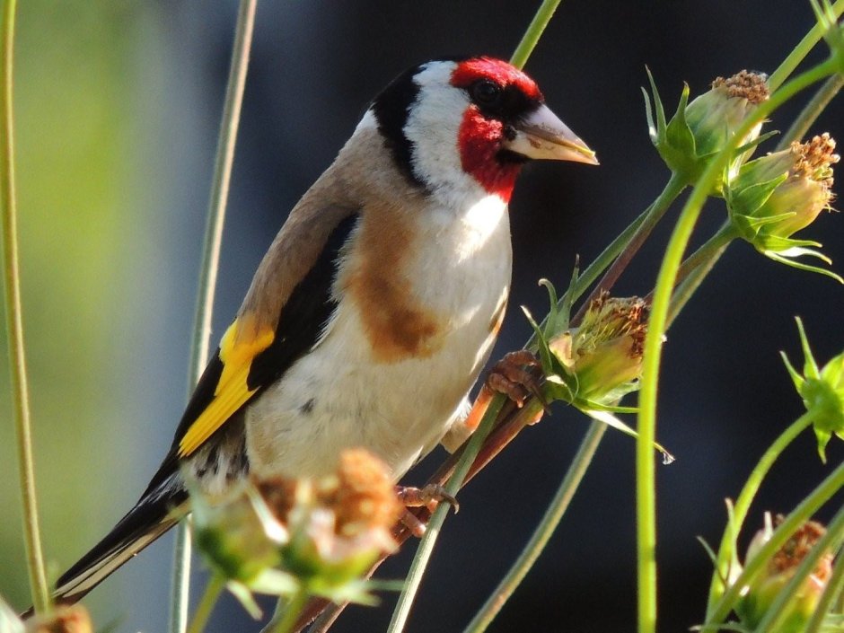 Черноголовый щегол
