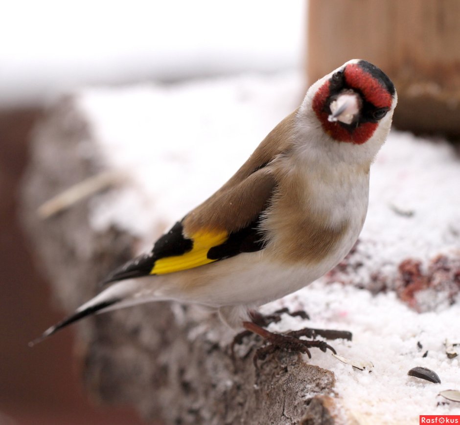 Черноголовый щегол зеленушка