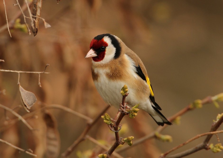 Щегол обыкновенный (черноголовый)