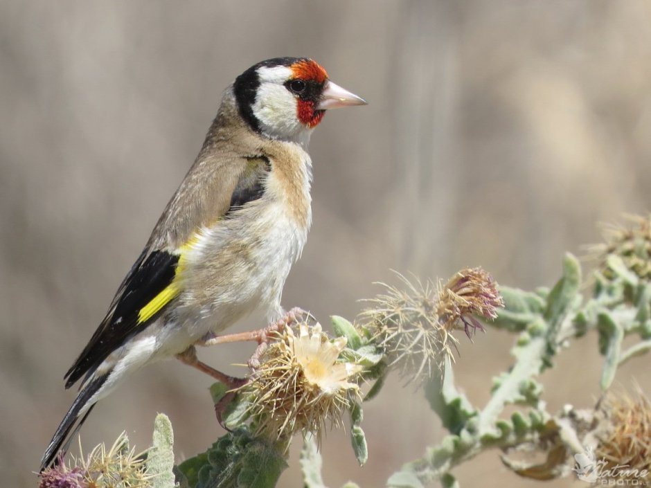 Щегол цыган