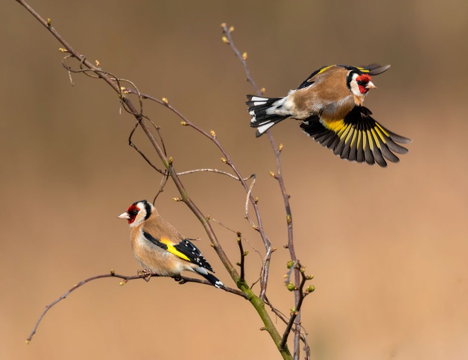 Черноголовый щегол в полете