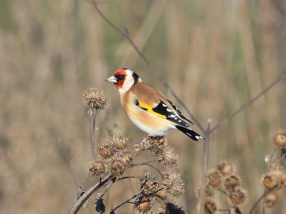Щегол (Carduelis Carduelis)
