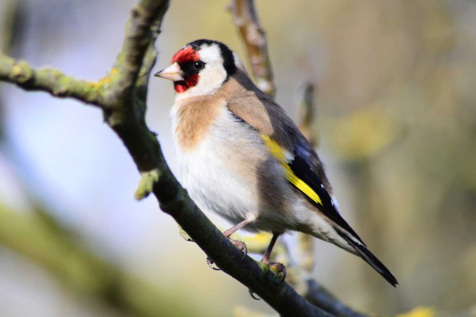 Щегол птица Чехия