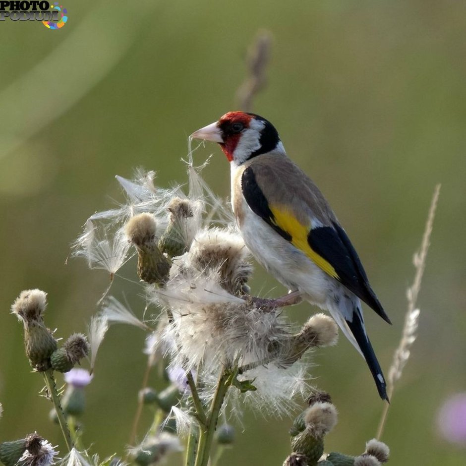 Черноголовый щегол