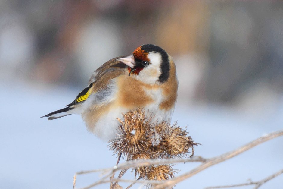 Обыкновенный щегол Carduelis Carduelis