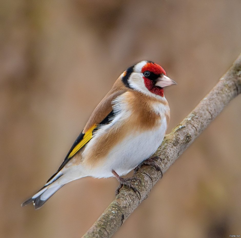 Самка щегла фото