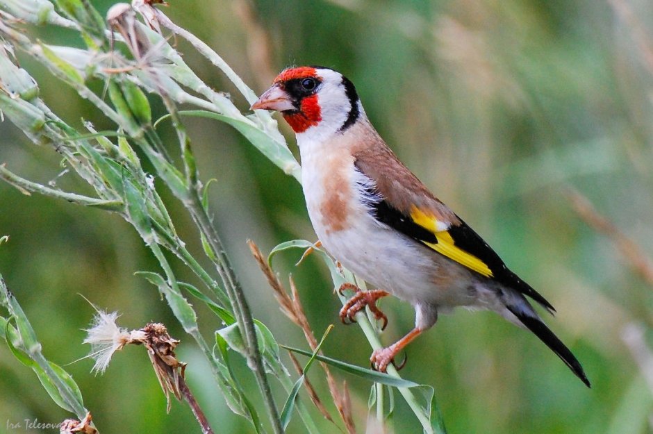 Щегол птица птенец