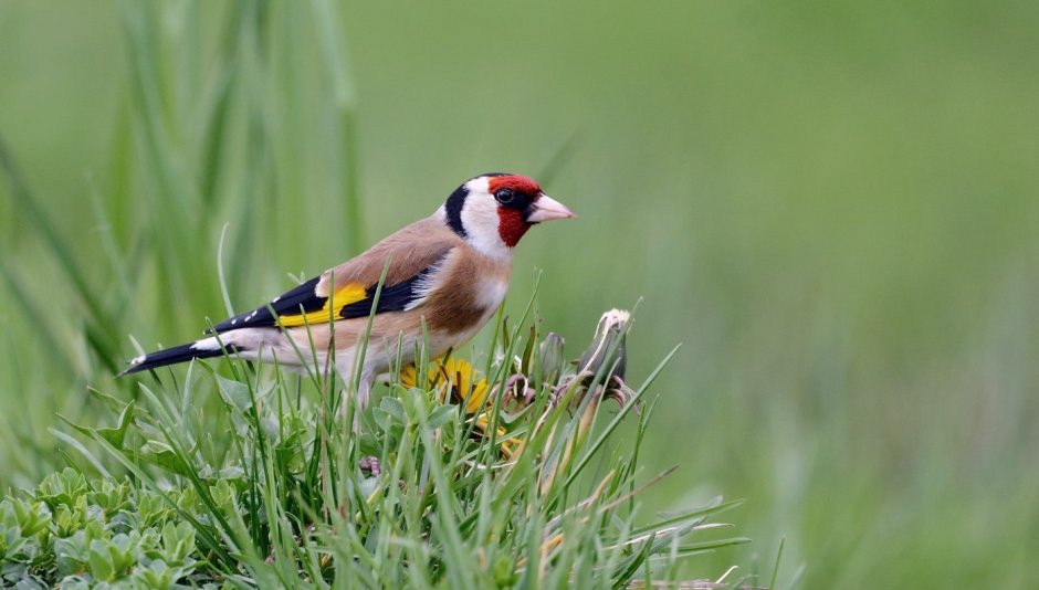 Красноголовый щегол