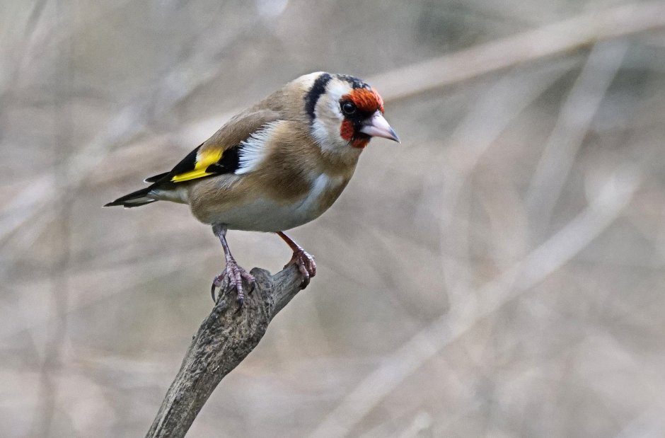 Черноголовый щегол