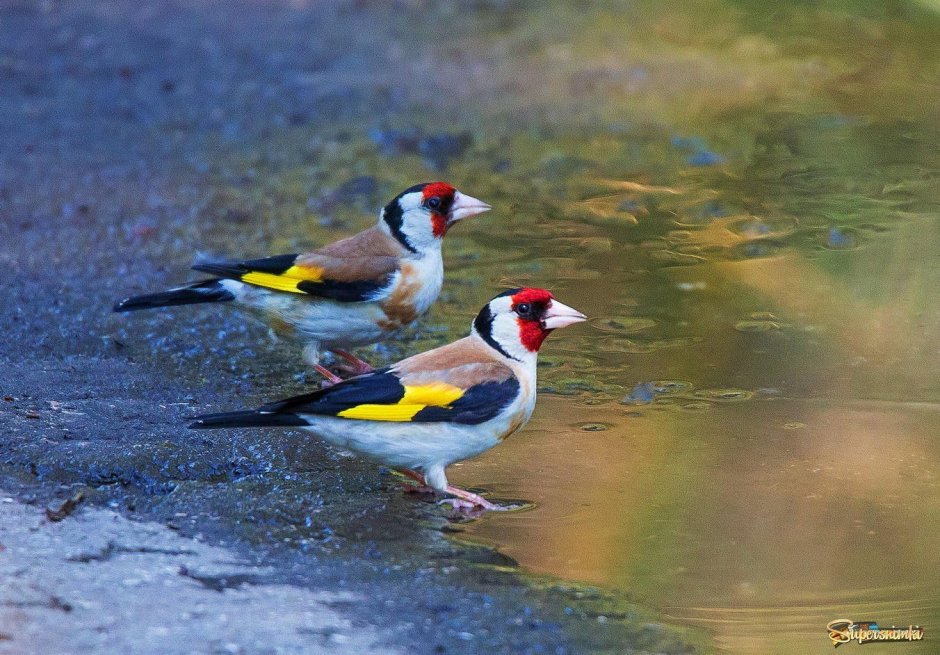 Черноголовый щегол птенец