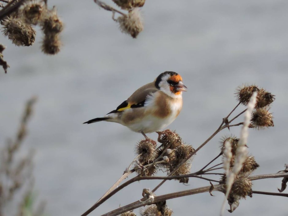 Щегол Удмуртия