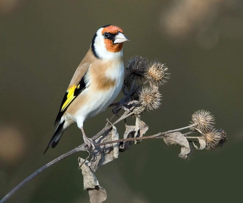 Вьюрковые птицы