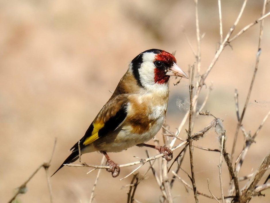 Европейский щегол
