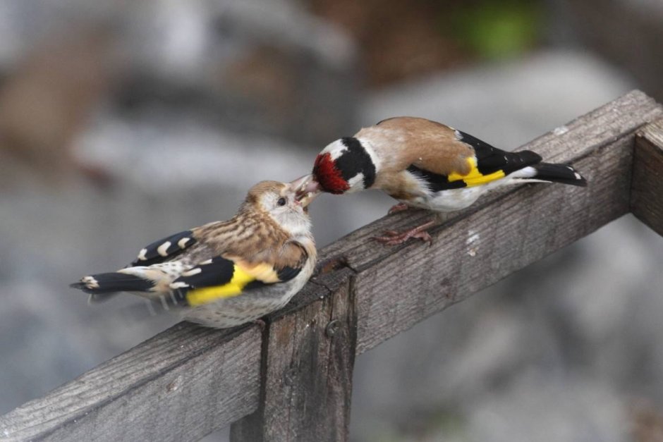 Молодой черноголовый щегол