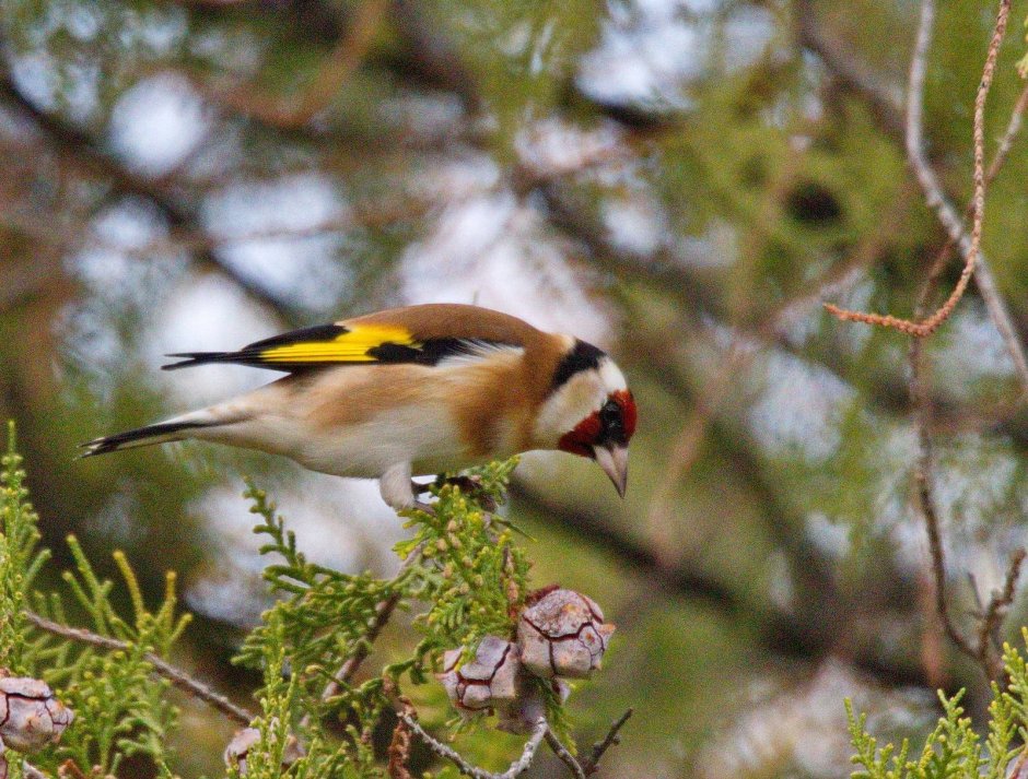 Черноголовый щегол