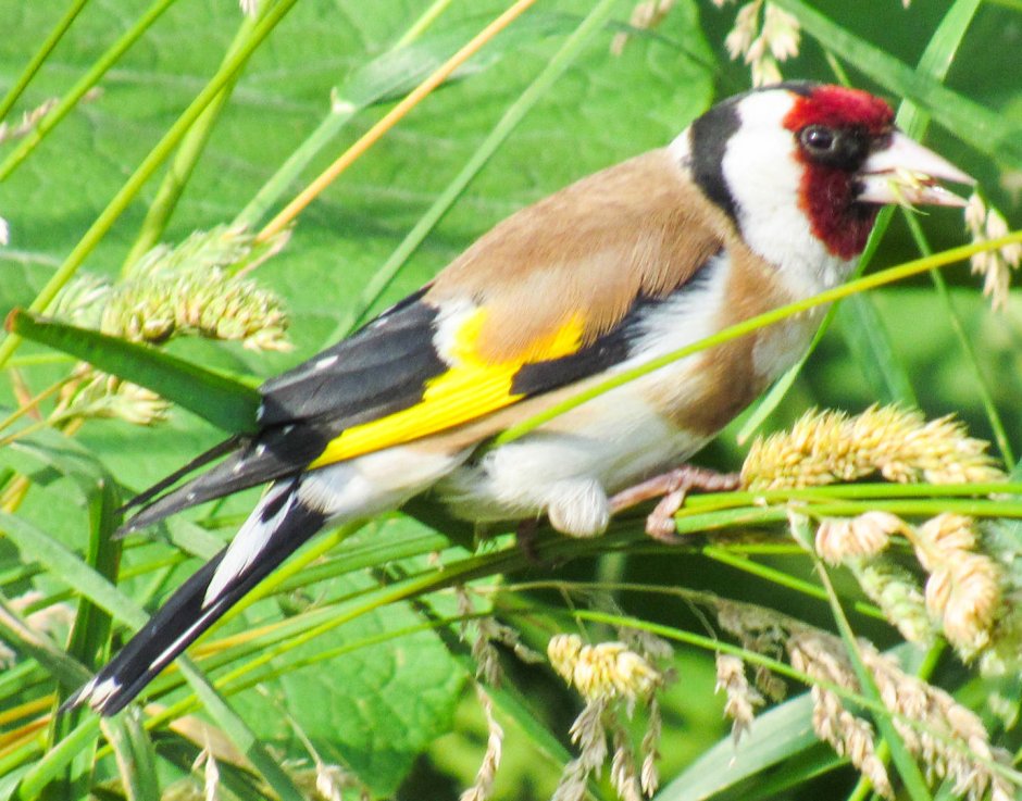 Птицы Москвы