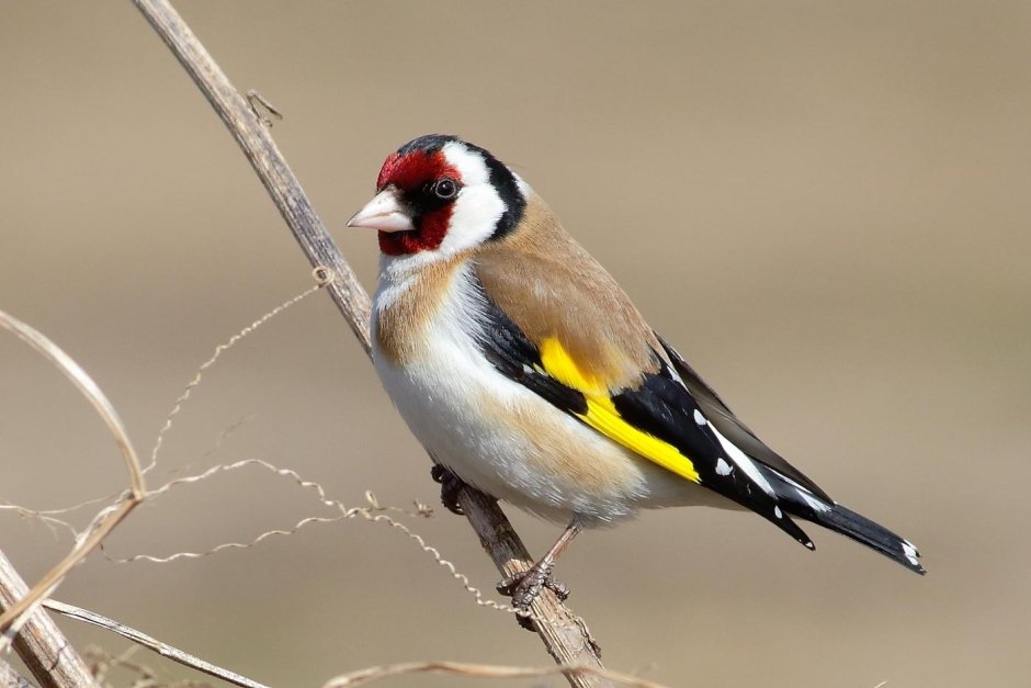 Щегол репел Чиж Снегирь зеленуха