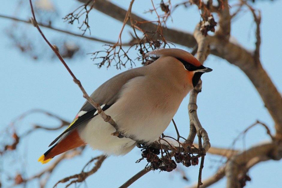 Птица свиристель в Бурятии