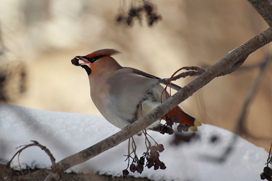 Дрозд свиристель Крымский