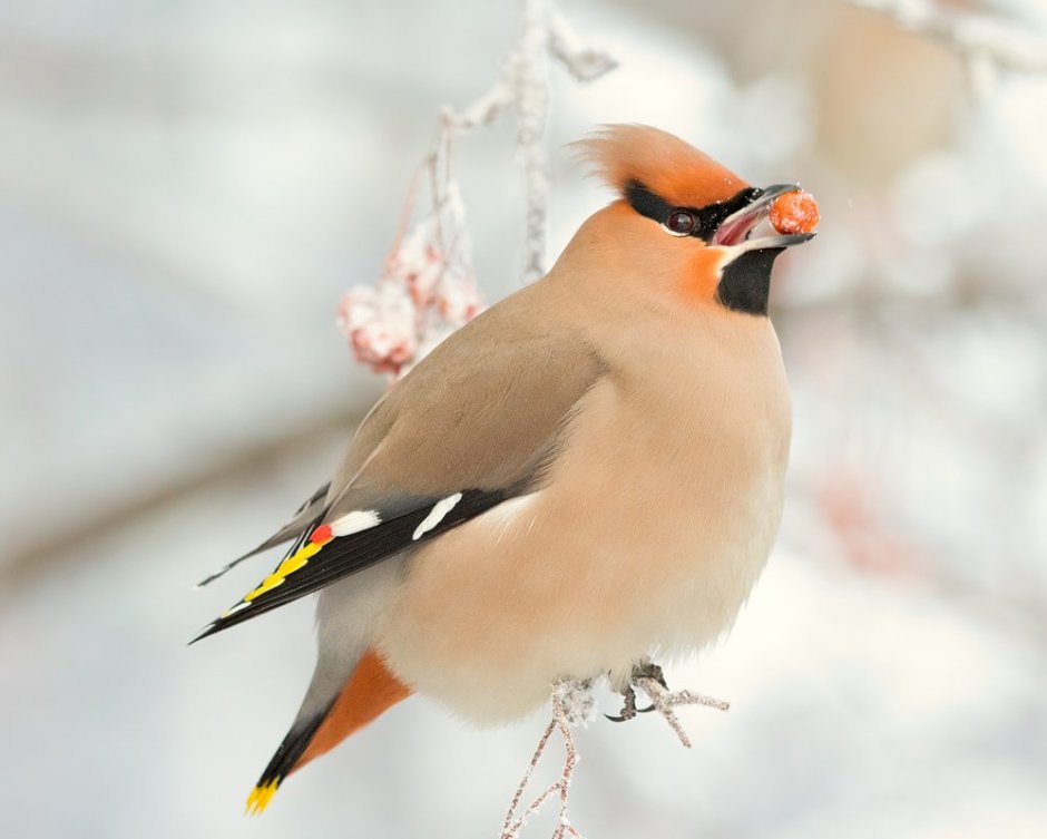 Птицы Подмосковья свиристель