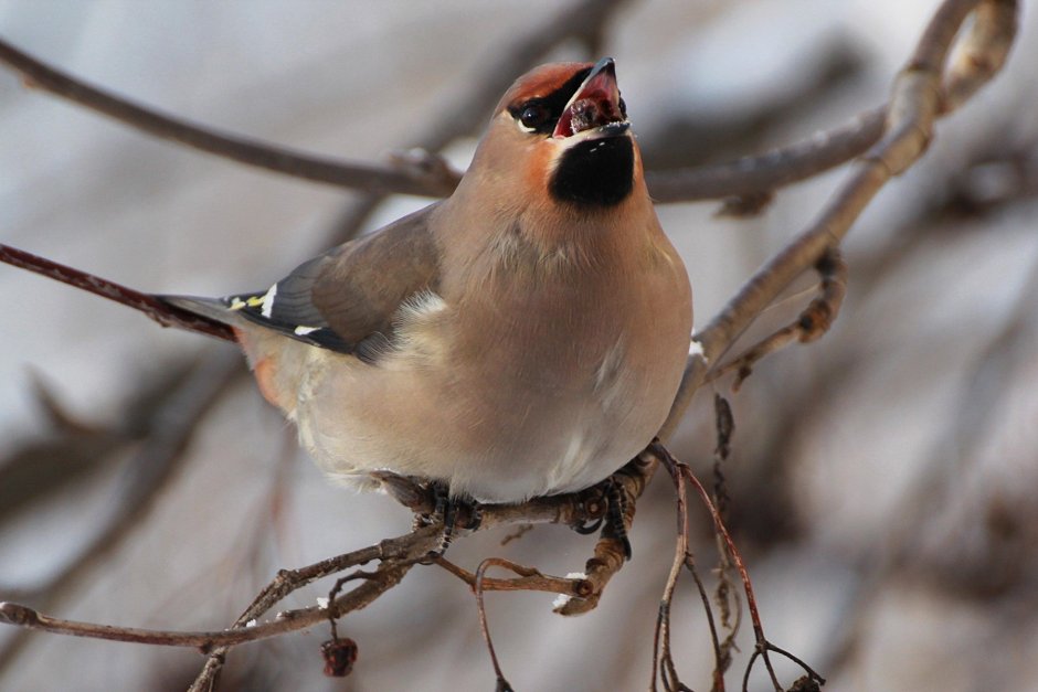 Серая птичка с хохолком Сибирь