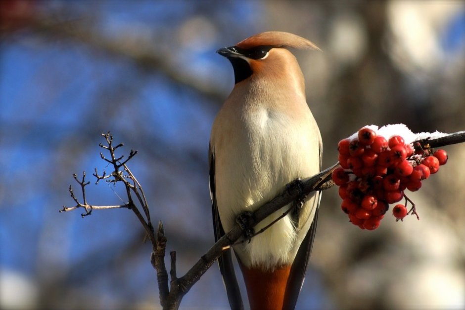Птичка свиристель