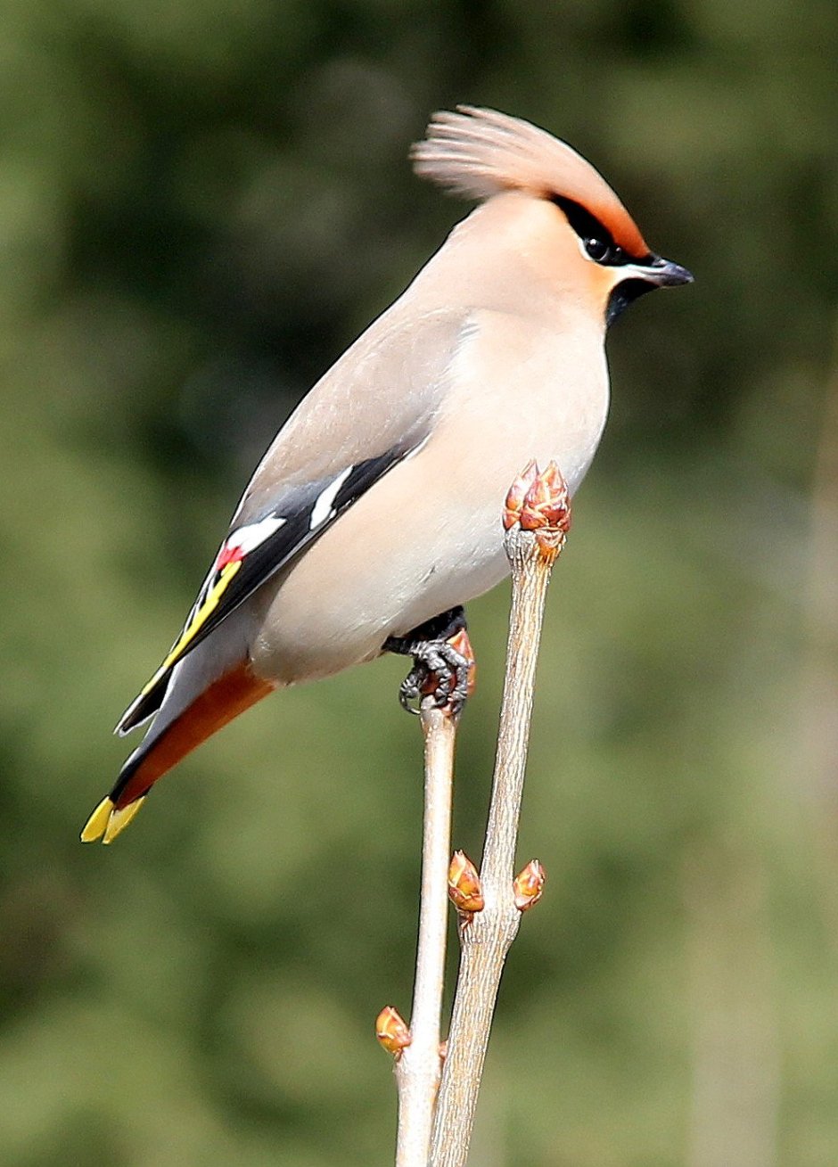 Богемский свиристель
