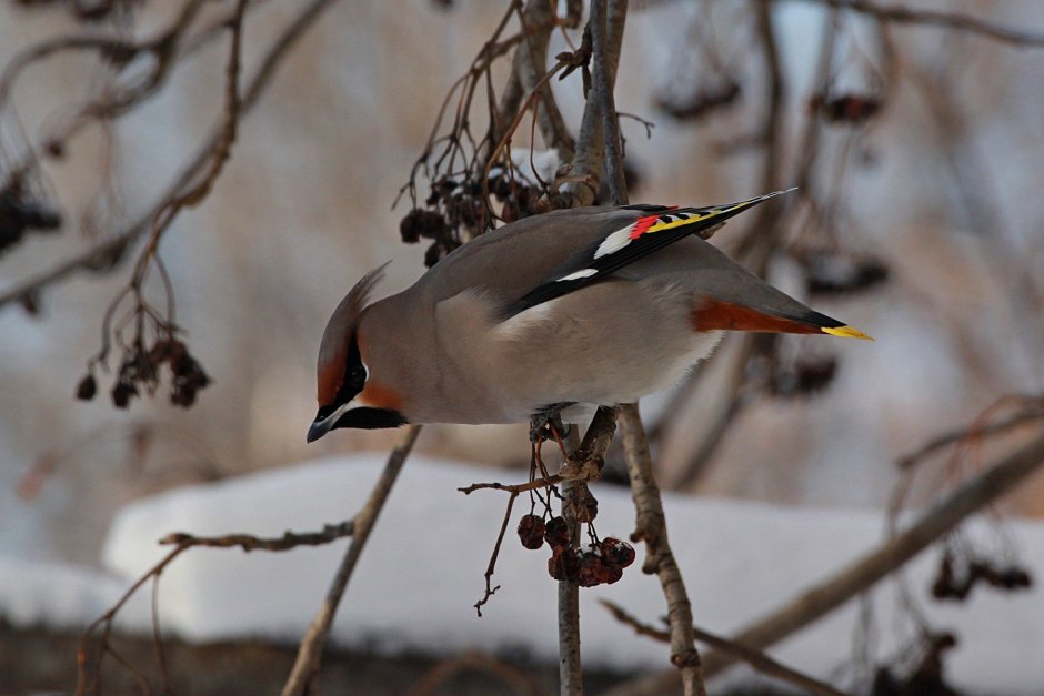 Кочующие птицы свиристель