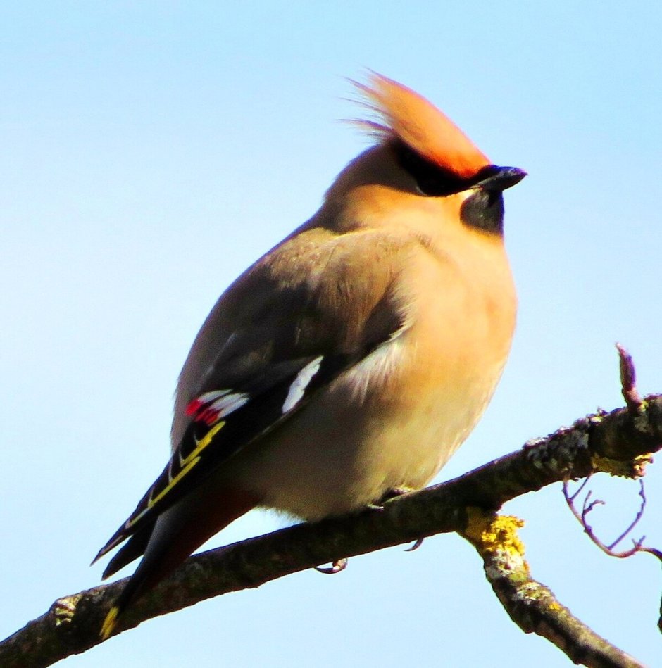 Птичка с хохолком в Ленинградской области
