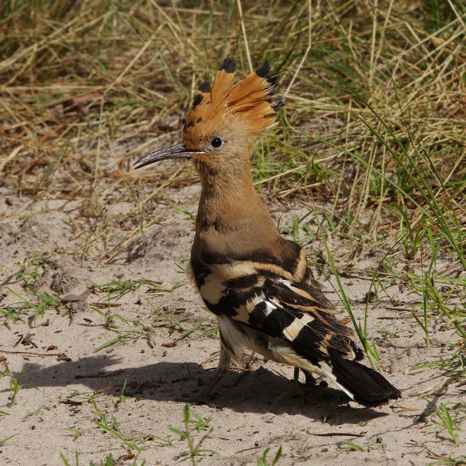 Удод Беларусь