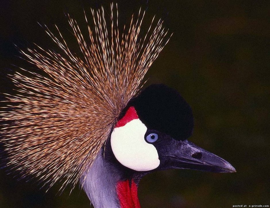 Птица с красным хохолком