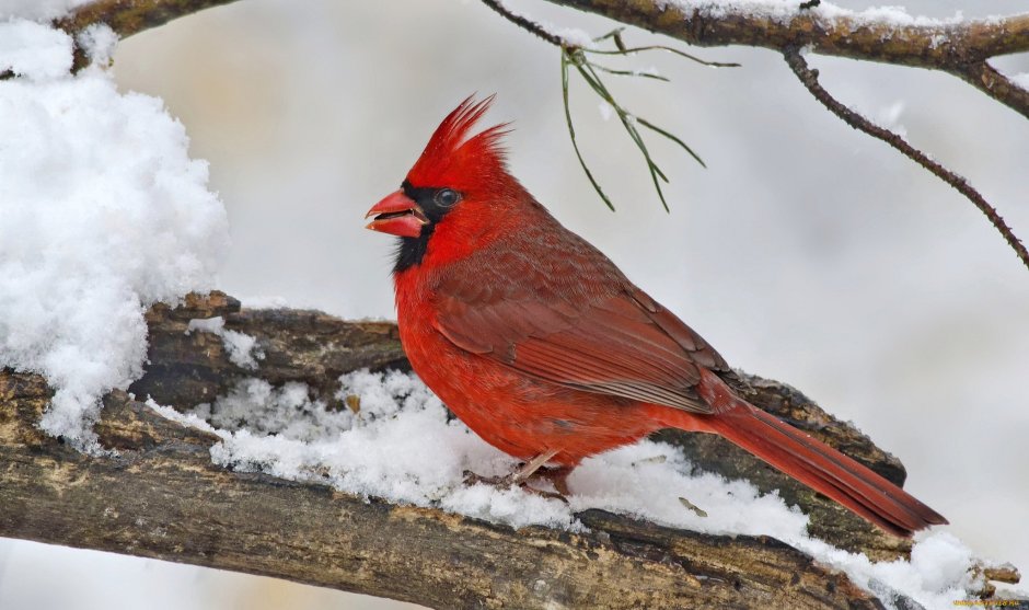 Чёрная птица с красным хохолком