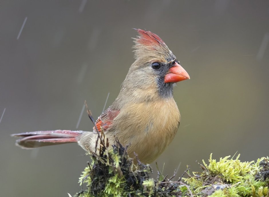 Лесная птичка с красным хохолком