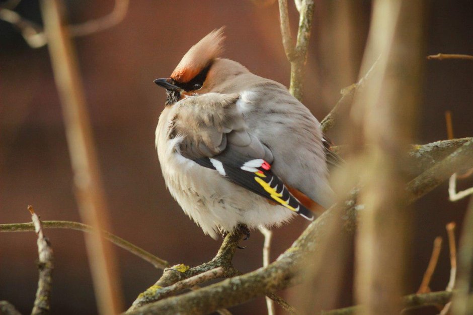 Дрозд с хохолком
