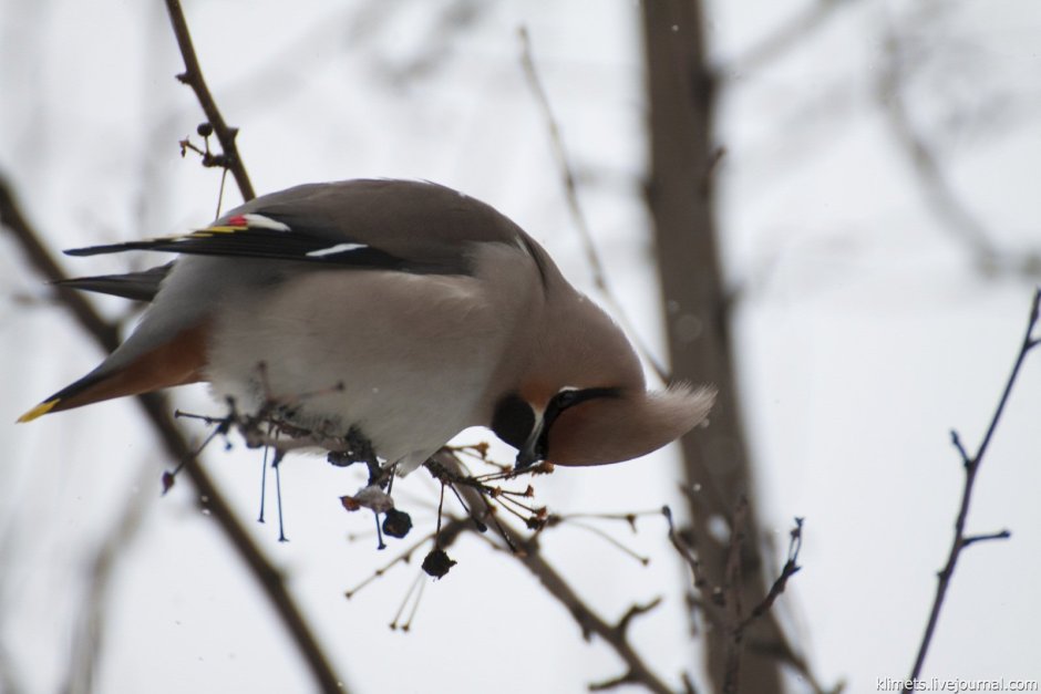 Свиристель альбинос