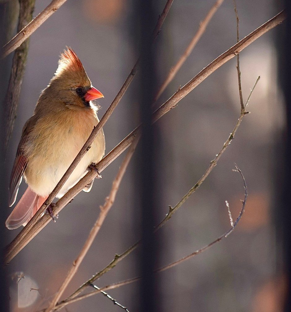 Птица похожая на воробья с хохолком