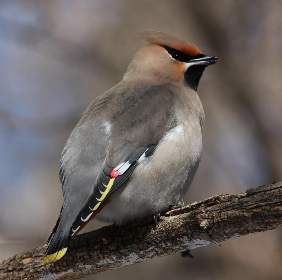 Свиристель Приморский край
