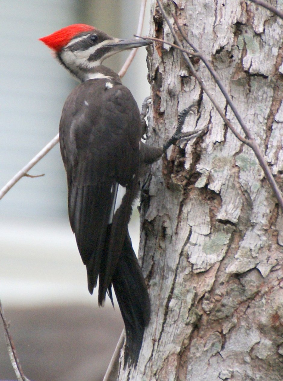Дятел с красным хохолком