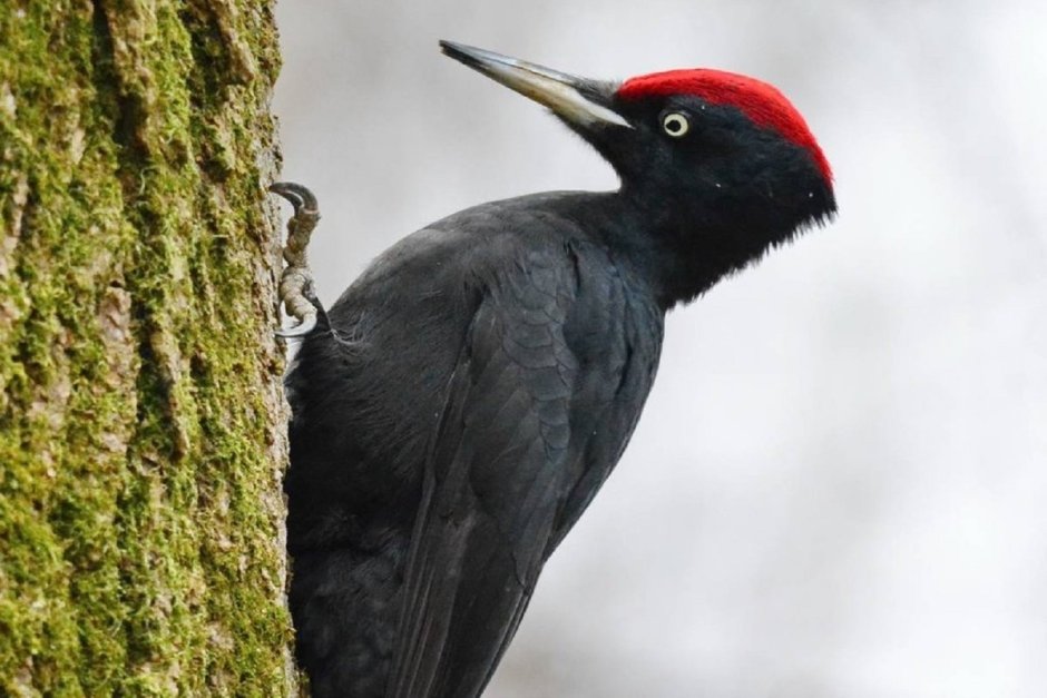 Хохлатая Желна