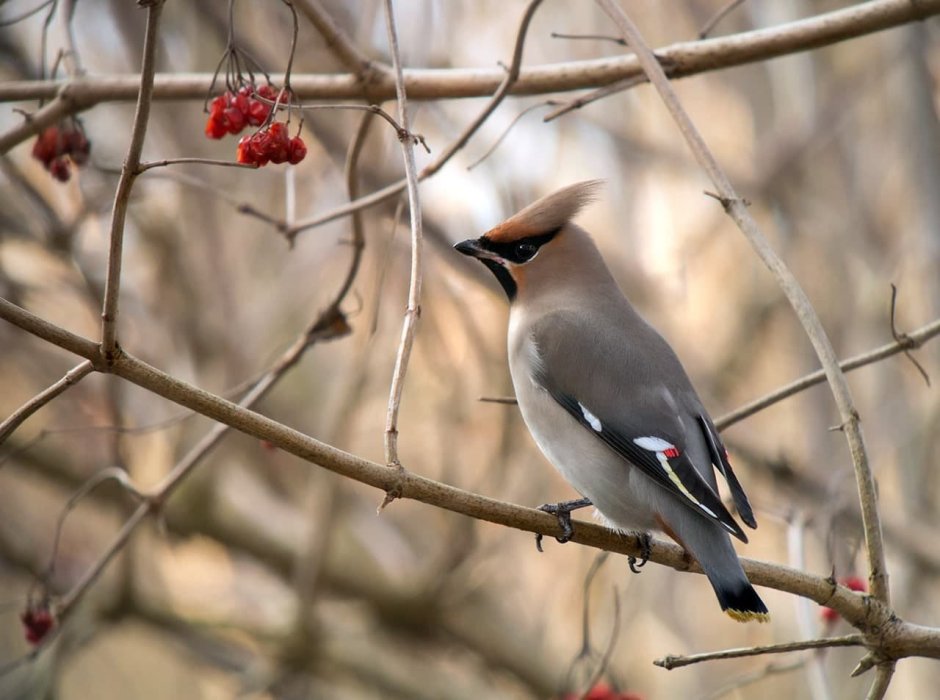 Сорокопут свиристель