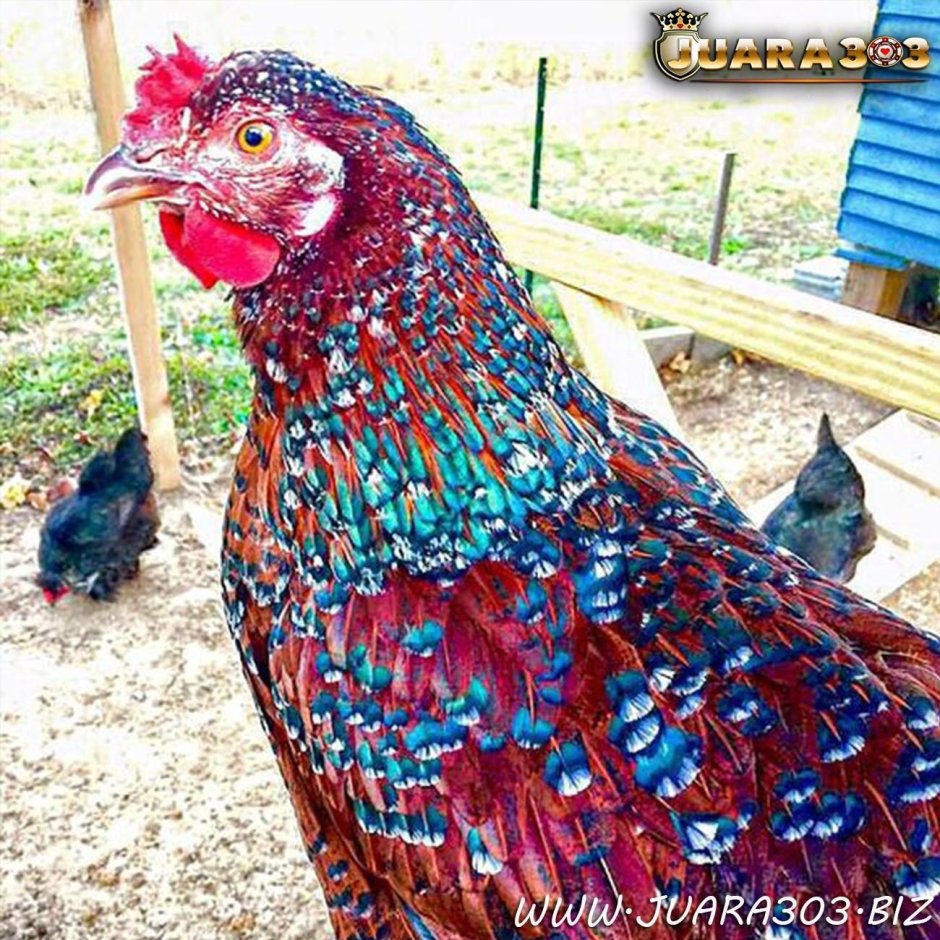 Разноцветные куры
