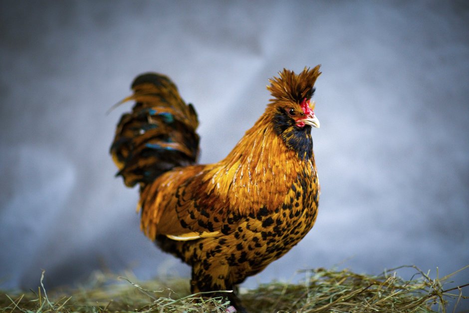 Хохлатая Курочка падуан