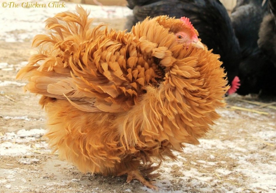 Куры шершетки курчавые