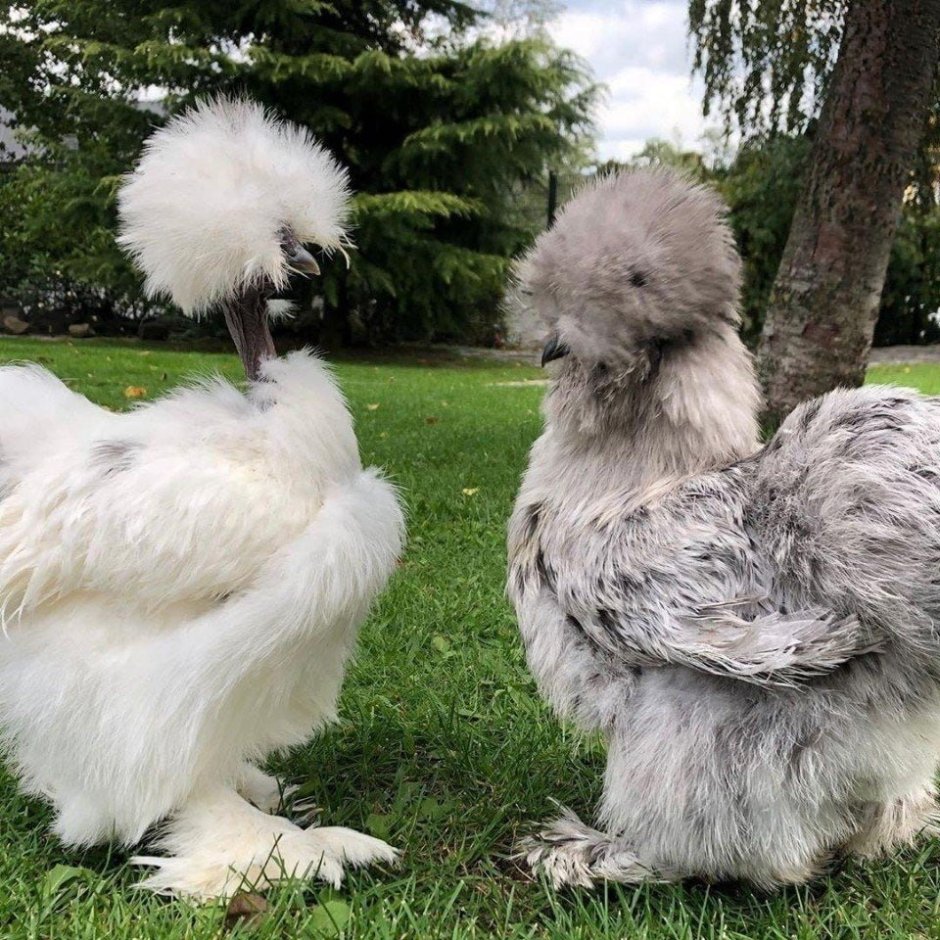 Китайская шелковая Брама