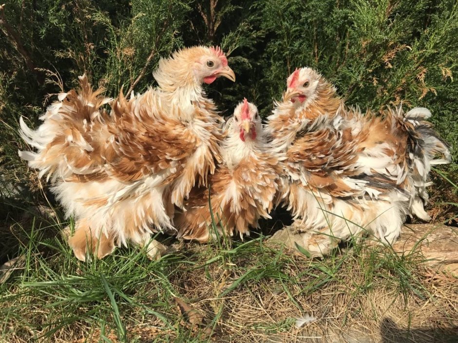 Куры курчавая шершетка